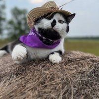 $JACK (@spicerjackcat) 's Twitter Profile