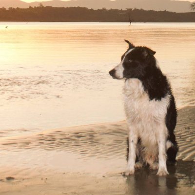 DiegoChim799716's profile picture. Pescando e curtindo a grama 💚