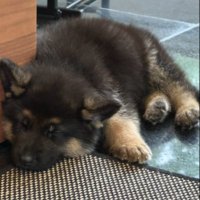 gsheperdtrading (@afish_atemytart) 's Twitter Profile