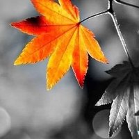 🍂 (@manoo1599) 's Twitter Profile