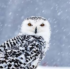 BoredOwxl's profile picture. bored owl waiting for participunt