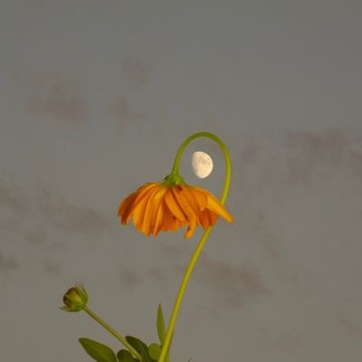 aguaxchocolat's profile picture. too woke to handle