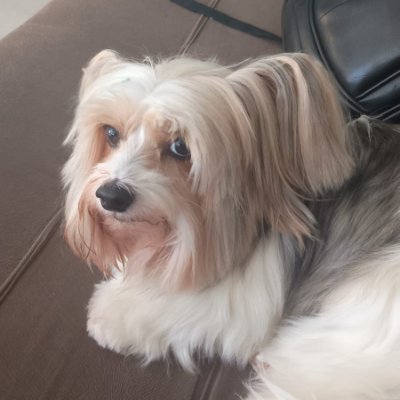 ButaDaTorre's profile picture. 