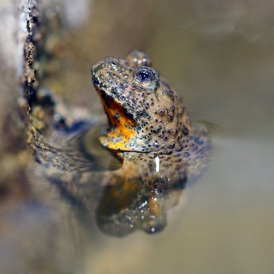 Amphibian researcher @ISYEB_UMR @Le_Museum