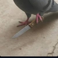 Joseph K (@jspice2024) 's Twitter Profile