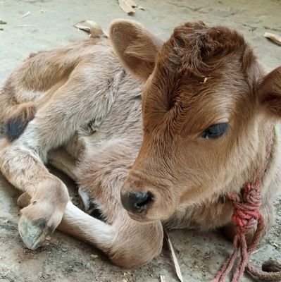 ONEPARA: 0$,
https://t.co/Sg20FRPGpg : 3770₹(44 USD)
विद्ययाऽमृतमश्नुते - Immortality is gained from learning.