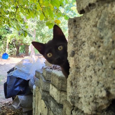 muteferri_c's profile picture. 