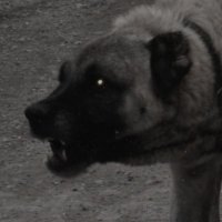 𐂯 (@dogremains) 's Twitter Profile Photo 𐂯 (@dogremains) 's Twitter Profile Photo