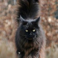 mainecoon kittens for adoption (@mainecoon_adop) 's Twitter Profile