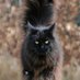 mainecoon kittens for adoption (@mainecoon_adop) Twitter profile photo mainecoon kittens for adoption (@mainecoon_adop) Twitter profile photo