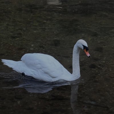 roaalabdali's profile picture. 
