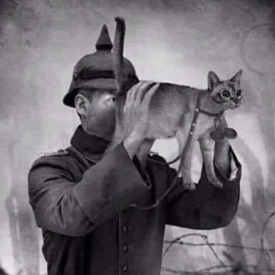 Life seen through a cat’s ass. Tweets may contain sarcasm.🇧🇪🇮🇩
