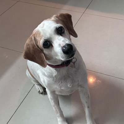 mau140900's profile picture. 🇲🇽✝️ Orgulloso papá de Sergio Adrián 👨‍🍼💙 Fan de la NFL, F1, NBA y MLB. @TigresOficial y @FCBarcelona