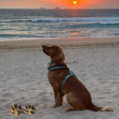Views are my own 🤷🏼♀️ Mum of not so little ones anymore! And mum to adorable cocker spaniel. Control Room Warrior..