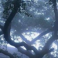 Nice_Pomegranate4555 (@pomegranate5444) 's Twitter Profile