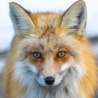 Foxbite2 (@foxbite2) 's Twitter Profile