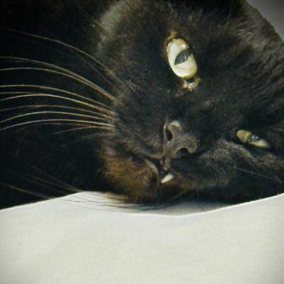Foxythecat1's profile picture. Cat that doesn’t take sh— from anyone. Speaks out against all who harm our democracy.