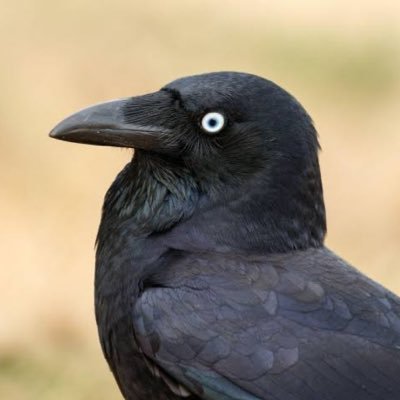 無言フォローごめんなさい。特定の支持政党はありません。討論とDMはお断りなのでご理解ください。