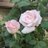 EverGreen15387's profile image