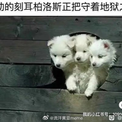 rG6opusetJ5rXVr's profile picture. 每天都在幻想变成男人的脚垫