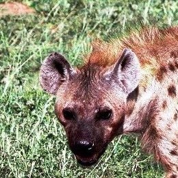 Proshit,Pedo,Zoophile,Dsmp DNI💢
He/she/It
16
LITTLE RED RIDDING HOOD IRL
Native+🇲🇽
🩸 🌠
I FUCKING LOVE THE NINJA TURTLES