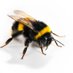 Holly 🐝 ♿️ (@beethistlescot) Twitter profile photo Holly 🐝 ♿️ (@beethistlescot) Twitter profile photo