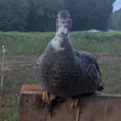 Disabled at-home wife and knitter, former teacher, trying to make a new small farmstead happen. Other account: @carinahilbert 🦆 https://t.co/vH9JiUPy6j