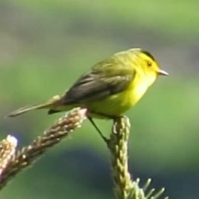 but man is a part of nature, and his war against nature is inevitably a war against himself-silent spring volunteer4nature chicago🇲🇽🐦sheher✊🐦🌱🦇🐝