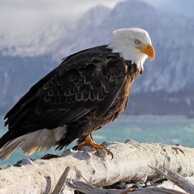 economics, government, freedom, cryptocurrency, military.