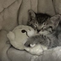 等晴天 (@xiaoqing5655291) 's Twitter Profile