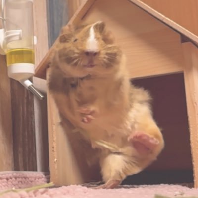poshimono's profile picture. アビシニアンモルモット🚹ふぃーか☕️24.11.06生まれ/飼い主🚹の方/飼い主🚺の方は→ @minimono_pui