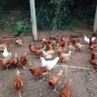 galinhas sionistas (nova conta) (@seresk68) 's Twitter Profile Photo