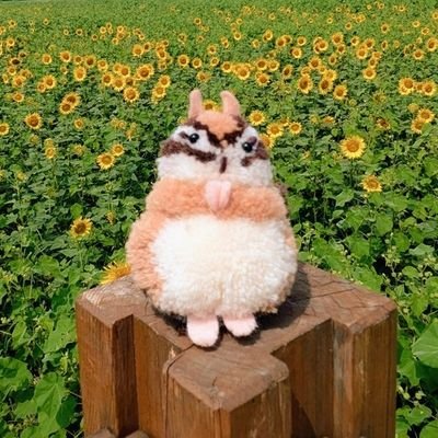 imoedeshite's profile picture. 趣味アカウント│ロマンチック探して🐿️🌷│💤