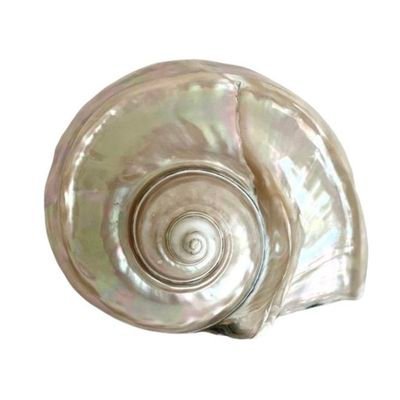 MYSTlCALDREAMS's profile picture. 𝖺𝗇𝗀𝖾𝗅𝗂𝖼𝖺𝗅 𝖾𝗇𝗍𝗂𝗍𝗒 ∙° *