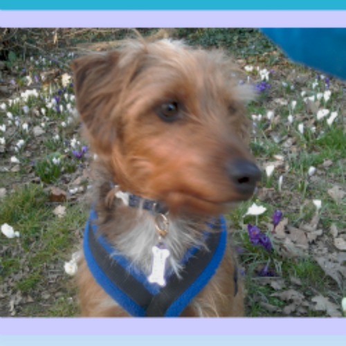 PizzyPooch's profile picture. I am a Jack-a-doodle (cross-breed) I love eating, walking and sleeping. I am also a member of the Zombie Squad  Aaaarrrrrrrhhhh