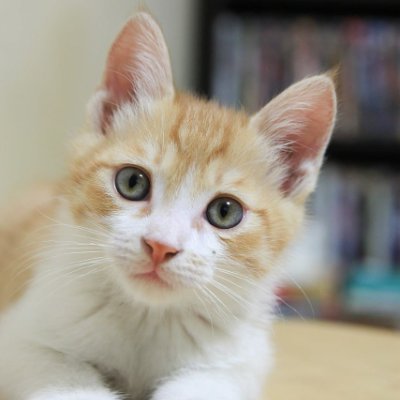 chobi_chan2739's profile picture. 私の猫の名前はチョビちゃんです😻 チョビは遊ぶのが大好きですが、いつも水が怖いです笑😍😂
チョビちゃんは2歳3ヶ月の女の子です💞
初めまして🥰