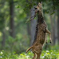 Kāvya Ushanas (@kavyaushanas) 's Twitter Profile Photo