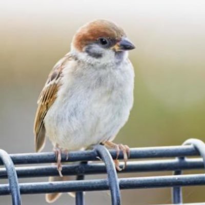 piccolotun's profile picture. 鳥好き