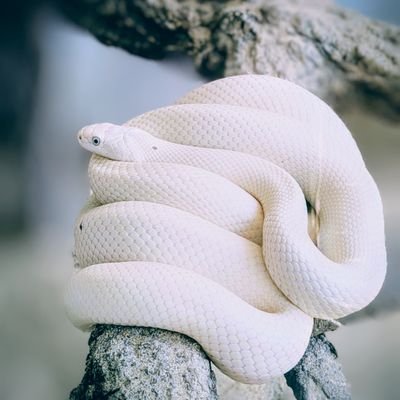 ShrineDragon🐍🐉 (@shrineDragon888) / X