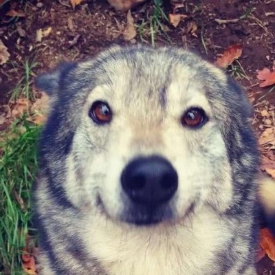 HowdoIbackflip's profile picture. 