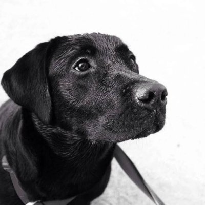 zekita0729's profile picture. 男性 / 都内で妻と二人で豊かでもなく貧しくもなく慎ましく暮らしています /  紙巻き煙草をこよなく愛す / INFJ(提唱者)