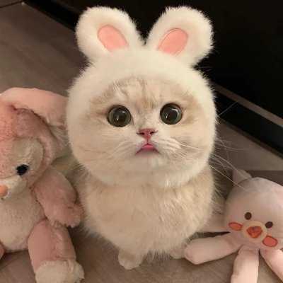 ilojgool's profile picture. これは私の日常アカウントです (=^ェ^=)
風景、食べ物、写真、動物などを投稿しています。
気軽に交流してくださいね😸 私は旅行が大好きで、以前ラスベガスで輝く夜景を体験しました🤗