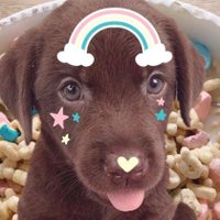 🌈snuff puppy🌈 (@uppypipsqueak) 's Twitter Profile