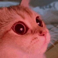 cemy (@silencedeepy) 's Twitter Profile