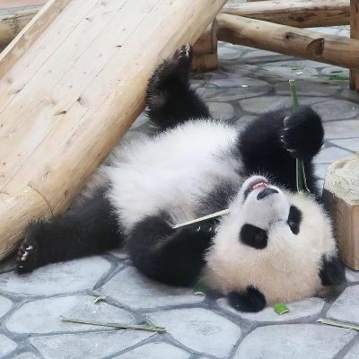 jilovwr's profile picture. IDLE IS ONE || #FightingforVCH #JUSTICEFORGAEUN