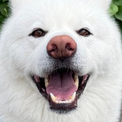 椿＆柊 白い秋田犬の母🐻‍❄️さんのプロフィール画像