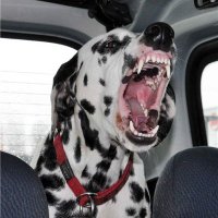 ༝ (@sapidmutt) 's Twitter Profile