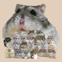 ジャンガリーズハムスター (@hamuhamu202205) 's Twitter Profile Photo