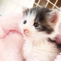 あ ず さ【カワザイルMgr】 (@kawaxile_mgr) 's Twitter Profile