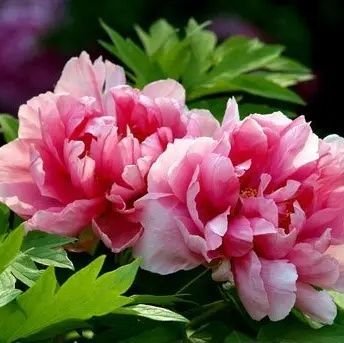 ManishaaR90's profile picture. Film trade journalist-formerly Trade Guide, Screen, former content editor StarBlockbuster, former contributor-DNA, Deccan Chronicle, Asian Age